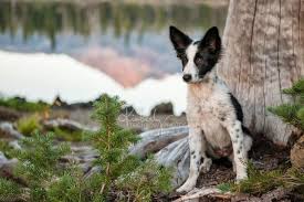 Take them to a dog park from their puppyhood so that they can observe other canines. Sweet Paige Border Collie Puppy At Sparks Lake Bend Oregon Photographer Collie Puppies Pup Border Collie Puppies