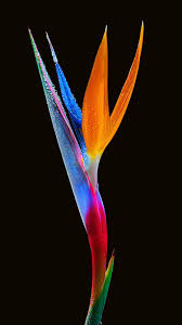 Birds Of Paradise Wallpaper Hd Pin On Phone Wallpaper