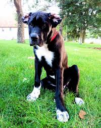 Black And White German Shepherd Lab Mix Mastiff Newfoundland German Shepherd Lab Mix Silly Boy Dogs Puppies Cute Dogs