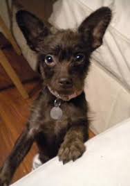 Dachshund Chihuahua Mix Black And Brown My Mal Chih Dach Or Maltese Chihuahua Dachshund Mix Puppy Is The Light Of My Life She Is So Amusing And Lovin Dachshund Mix Cute Dogs Dachshund Mix Puppies