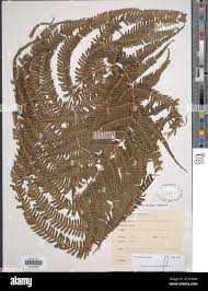 Image result for Pseudocyclosorus pulcher