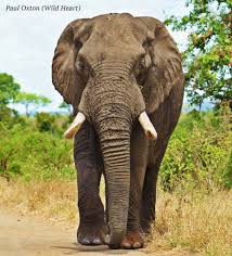 Check spelling or type a new query. Beautiful Elephant Bull Wild Heart Wildlife Foundation Facebook