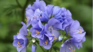 Check spelling or type a new query. 5 Perfect Plants For Full Shade Color Z 3 7