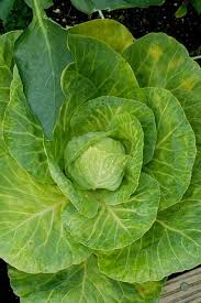 How to pick cabbage from garden. 14 Different Types Of Cabbage Varieties For Your Garden