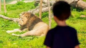 Aqui irá encontrar animais como panteras das neves. Zoo Santo Inacio Www Visitportugal Com