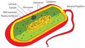Use the following interactive animation of plant and animal cells to learn about their respective organelles. Pin On Bacteria Shapes