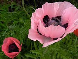 Pink Poppies A Spring Time Surprise Every Year Perennial Zone 5 Gardening Zones Flowers Modern Vintage Weddings
