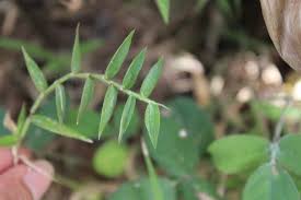 Image result for Urochloa umbellata