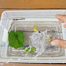 sink and float water play with natural