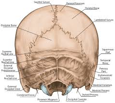 In this video we discuss the locations of the bones of the skull and label them. Occipital Bone The Definitive Guide Biology Dictionary