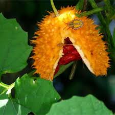 Image result for Momordica foetida