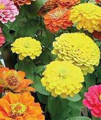 Zinnia Border Beauty Mix Hybrid Imagine Your Garden Filled With Gorgeous 3 3 1 2 Dahlia Like Flowers Burpee Exclu Zinnia Seeds Zinnias Annual Flowers