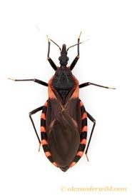 62 Ideias De Triatomineo Doenca De Chagas Protozoarios Doenca