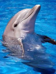 Marshall Would Love Seeing The Dolphins During A Carnival Cruise To Hawaii Carnival Cruise To Hawaii Pinterest Animal Creatures And Adorable Animals