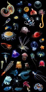 The Weird A Compendium Of Strange And Dark Stories The Deep Sea Is A Weird And Wild Place Dude Deep Sea Creatures Deep Sea Creatures Sea Creatures Beautiful Sea Creatures