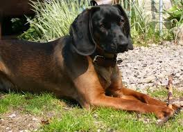 Image result for anglický barvář