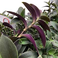 Image result for Tradescantia pallida