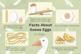 Geese Facts & Geese Information | Gates Wildlife Control
