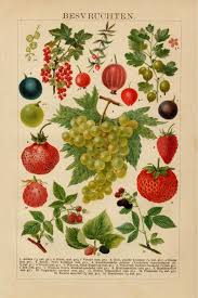 Oude Wandplaten Mooie Nostalgische Afbeeldingen Cadeau Voor Oma Nl Fruit Print Bessen Aardbeien