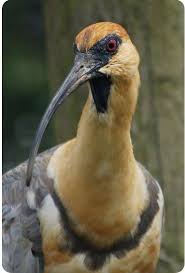 Big Bird With Large Beak Pin On Mas Pajaros 2