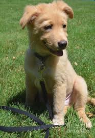 Check spelling or type a new query. Happy Go Lucky Nova Scotia Duck Tolling Retriever Puppy Dog Sitt Photograph By Dejavu Designs