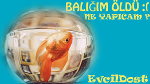 Baligim Oldu Akvaryum Baliklari Neden Olur Youtube
