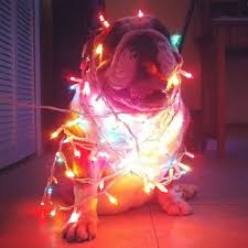 30 Dogs Who Think They Re Christmas Trees Christmas Dog Christmas Animals Baby Dogs