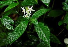 Image result for Colletoecema