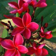 Temple Tree Origin Thailand Family Apocynaceae Description Better Known As Frangipani It Is A Delightful S Plumeria Flowers Planting Flowers Flower Pot Design