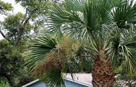 Check spelling or type a new query. Feed Wildlife With Palm Flowers And Fruits