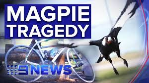 Amber from 'amber and billo's' wanted to test what could keep swooping magpies away. Australian Cyclist Dies After Encounter With Angry Magpie Bicycling