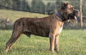 Bring home a bundle of love and affection from our dogs for sale. Perro De Presa Canario Native Breed Org
