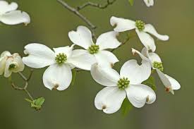The white flowers of the dogwood are actually bracts, which are modified leaves. One Gardener To Another Cross Like Flowers Of The Dogwood Tree Declare It S Spring Lifestyles Enewscourier Com
