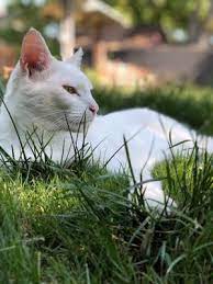 It is always good to have a baseline in case your pet ever becomes ill. Sage Veterinary Centers 119 Photos 429 Reviews Veterinarians 7121 Amador Plaza Rd Dublin Ca Phone Number