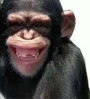 Modal verbs can or could english stu. Monyet Lucu Gif Monyet Lucu Funny Discover Share Gifs Monkeys Funny Funny Animal Videos Funny Animals