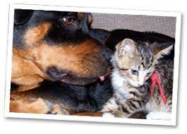 Check spelling or type a new query. Pet Sitters Of America Pet Sitting Dog Walking Lake County Il
