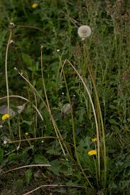 Image result for Taraxacum sp.