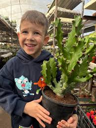 Image result for Euphorbia halipedicola