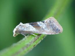 Image result for Cochylidia implicitana