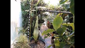 Dziwidło olbrzymie (amorphophallus titanum) trafiło do nas przypadkiem. Eekliz6fqo5iwm