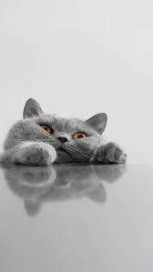 Almost Mobile9 British Blue Cat Cute Cats Cats