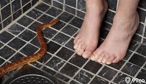 Untuk mencegah ular masuk ke rumah, amir memberikan beberapa saran, yaitu: 7 Cara Mengusir Ular Dari Rumah Pertolongan Pertama Jika Digigit