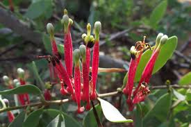 Image result for Tapinanthus forbesii