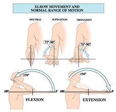 Image result for Elbow Extension Test