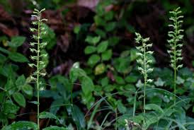 Image result for Habenaria malacophylla