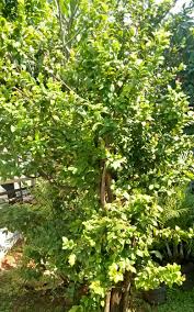 Image result for Ochna macrocalyx