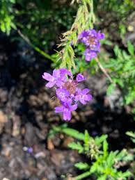 Image result for Nemesia lilacina