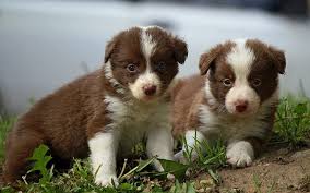 Find the latest listing of smooth collie dogs for adoption. Hd Wallpaper Border Collie Puppies Two White And Brown Short Coat Puppies Wallpaper Flare