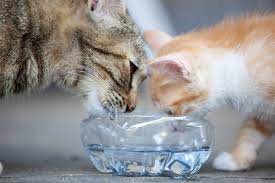 Does Hard Water Affect Your Pets ...