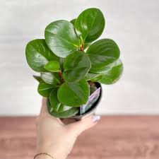 Image result for Peperomia molleri